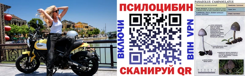Псилоцибиновые грибы Cubensis  Купить  Красный Сулин 